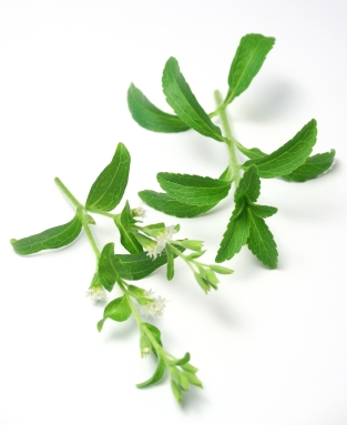 Stevia Leaves | Organic